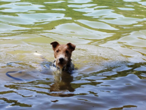 Schwimmende Hunde