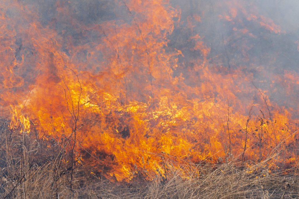 Red Flame of Fire with Different Figures on Background Burning Dry Grass in Spring Forest