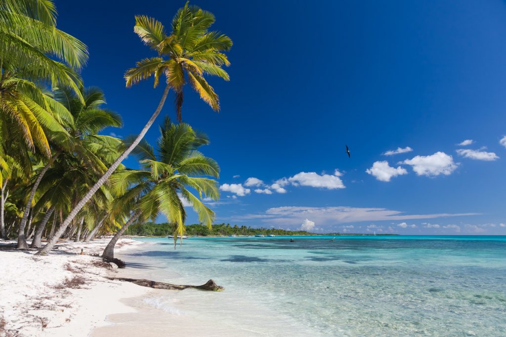 Coconut Palm trees on white sandy beach in Saona island, Dominican Republic
