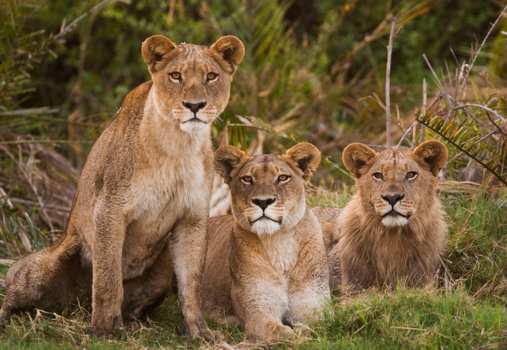 African lions, Botswana