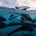 Sea Shepherd: Aus dem Schiff „Sam Simon“ wurde „Age of Union”