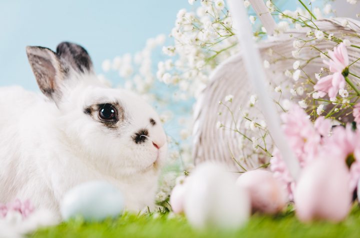 Rabbit and Easter decorations on spring background.