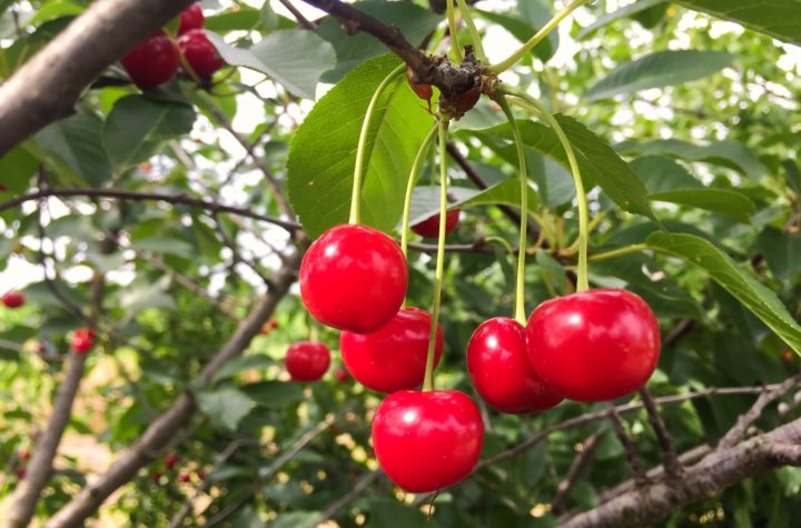 Bunch of cherries in the cherry tree