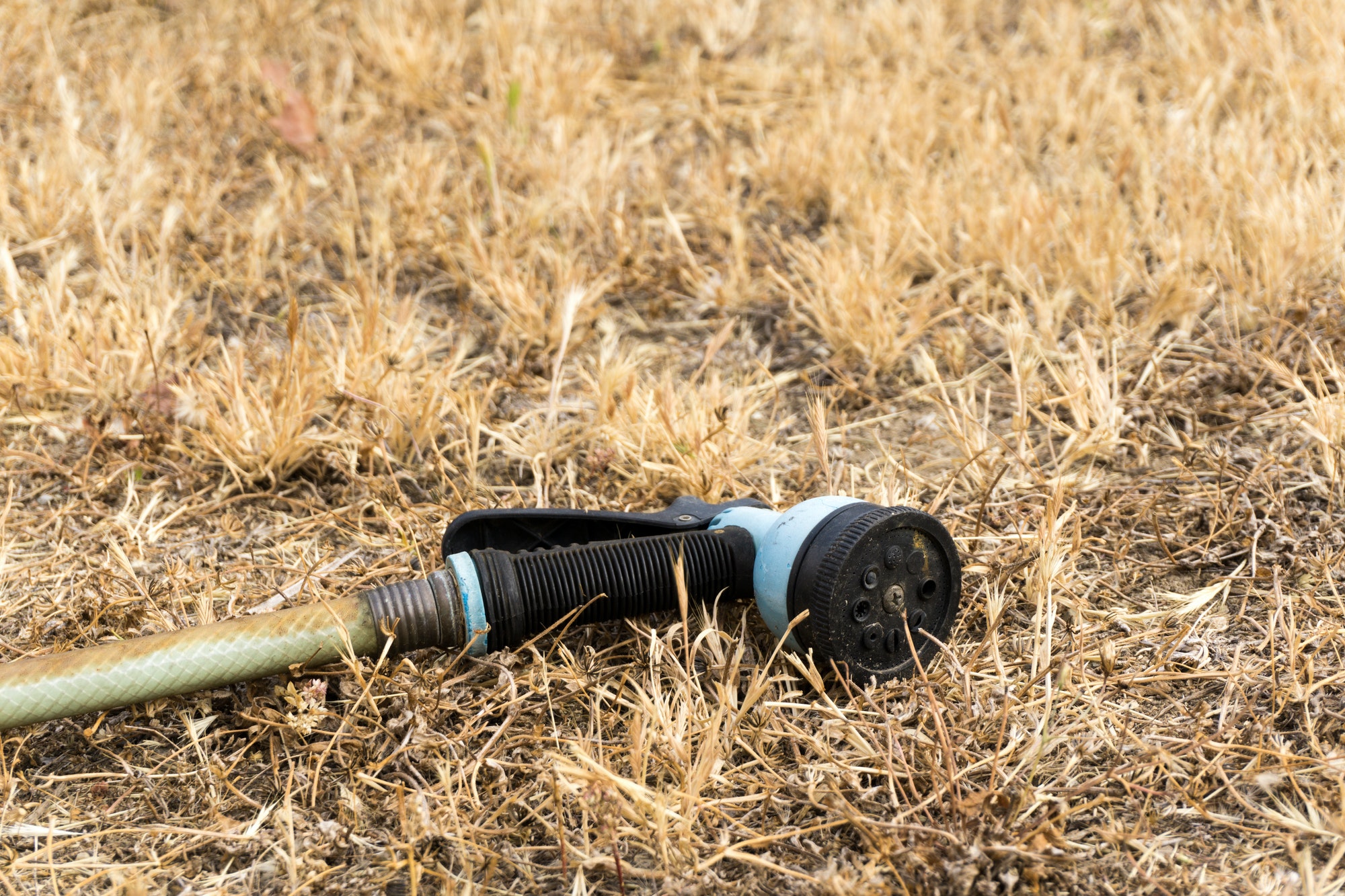 garden hose laying in dry grass; california drought