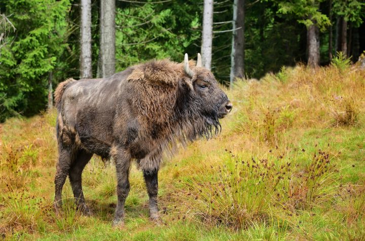 European Bison (Wisent) in the forest. Wisent. Bison bonasus