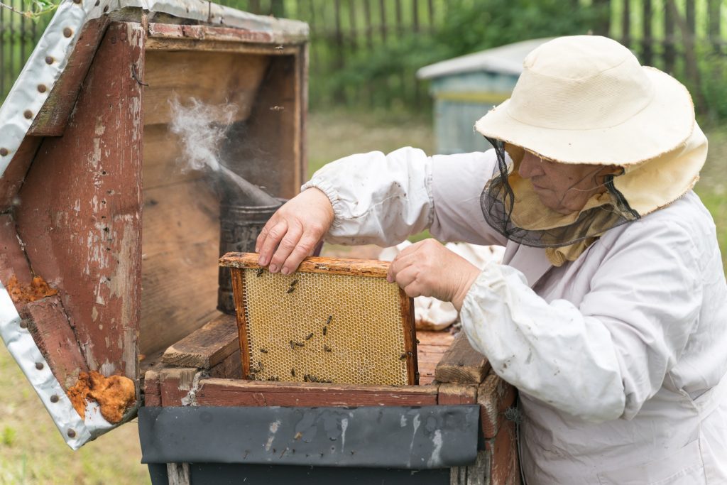 Beekeeper is working with bees standing near beehives on the apiary in summer inspecting frame full