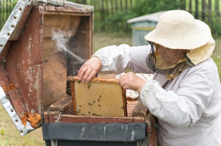 Beekeeper is working with bees standing near beehives on the apiary in summer inspecting frame full