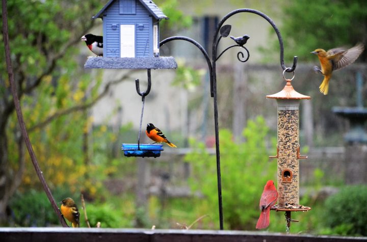 Backyard bird feeders and colorful Michigan birds
