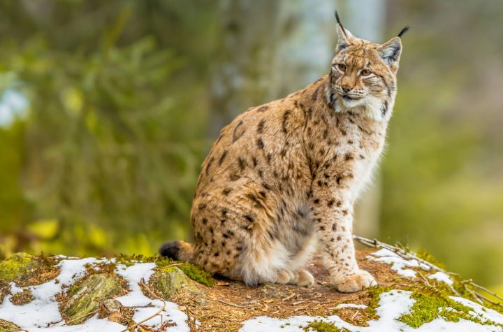 Eurasian Lynx looking backward