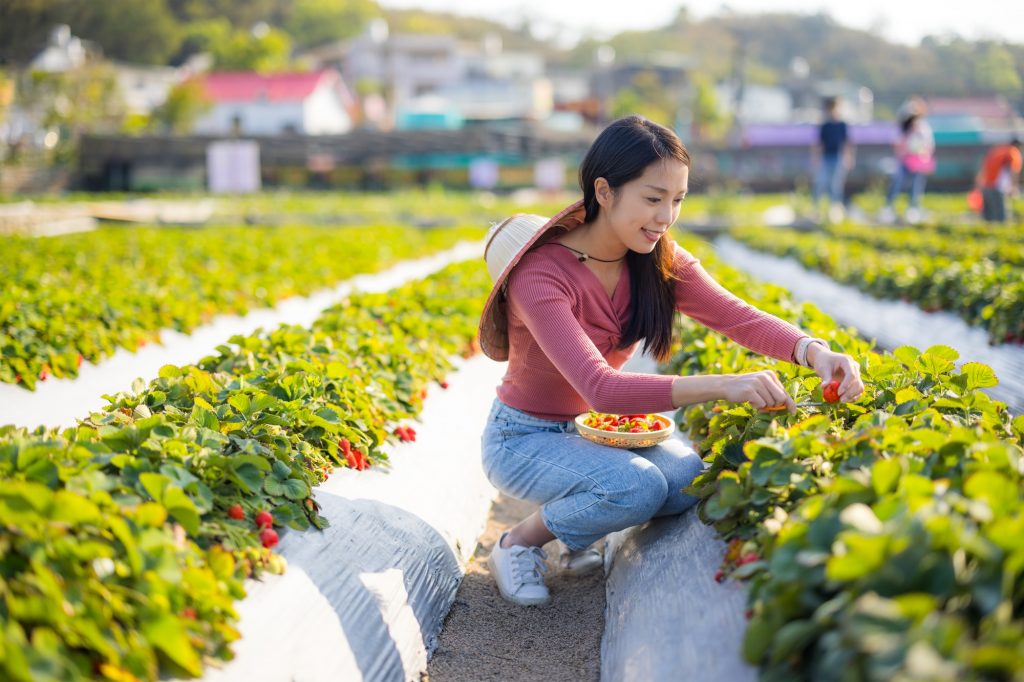 Woman visit strawberry field and pick strawberry