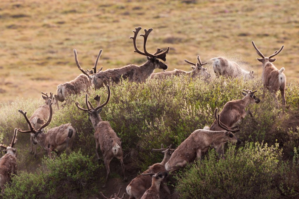 Caribou migrate through the Arctic National Wildlife Refuge, Alaska, USA