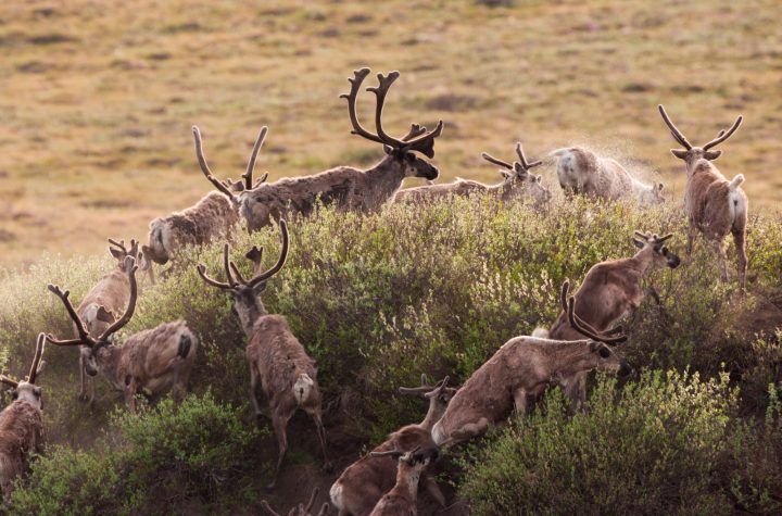 Caribou migrate through the Arctic National Wildlife Refuge, Alaska, USA