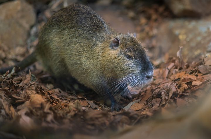Coypu (Myocastor coypus) or Nutria - South American Rodent
