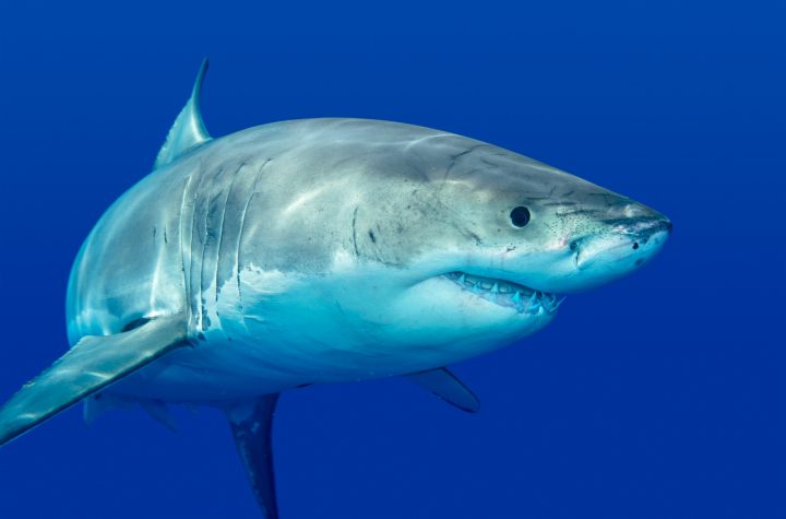Great white shark