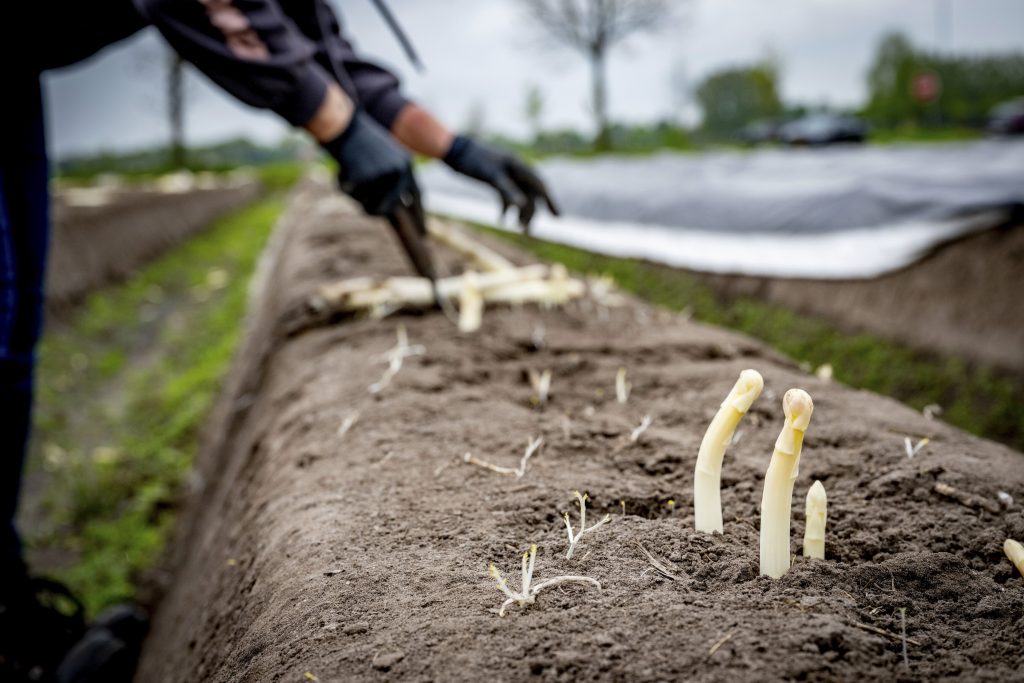 An asparagus picker, migrant worker from Romania, cuts the asparagus of the 2023 season. Asparagus in Brabant . Asparagus is a plant that occurs in the wild mainly in coastal regions and along rivers. The plant is grown as a vegetable because of its young shoots.