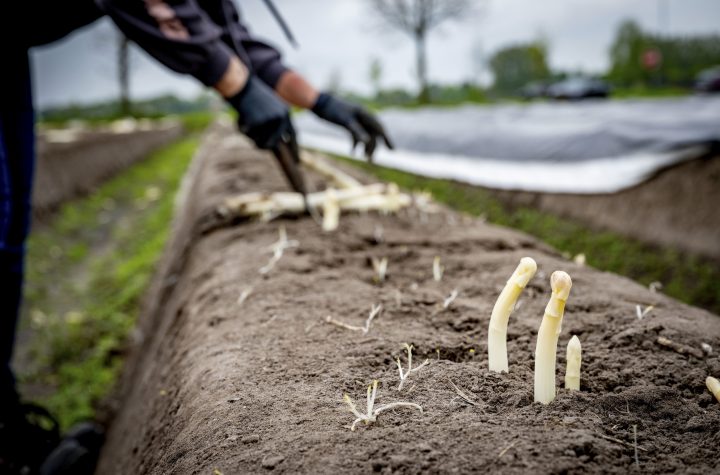 An asparagus picker, migrant worker from Romania, cuts the asparagus of the 2023 season. Asparagus in Brabant . Asparagus is a plant that occurs in the wild mainly in coastal regions and along rivers. The plant is grown as a vegetable because of its young shoots.