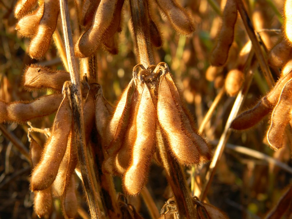 close up of the ripe soybean in the field plantation, Sojabohnen