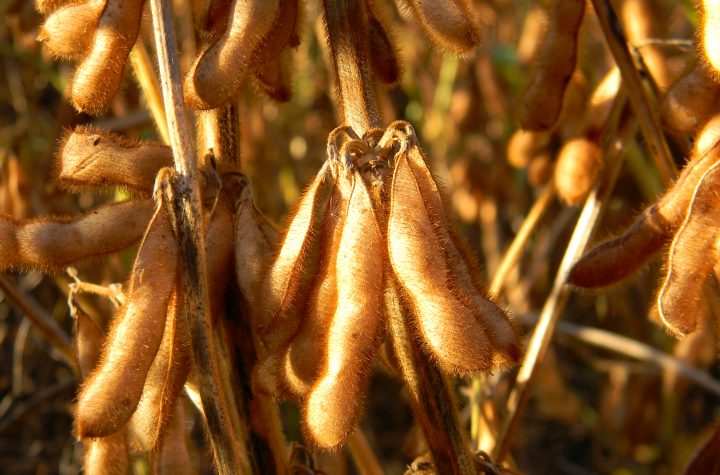 close up of the ripe soybean in the field plantation, Sojabohnen