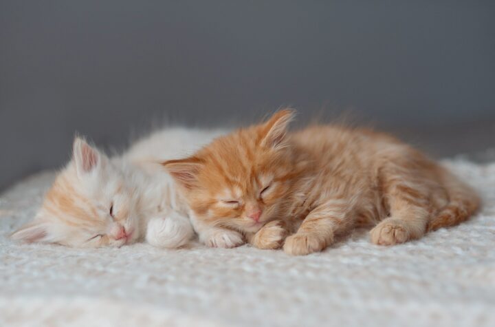 Two small kittens isolated on a white background.