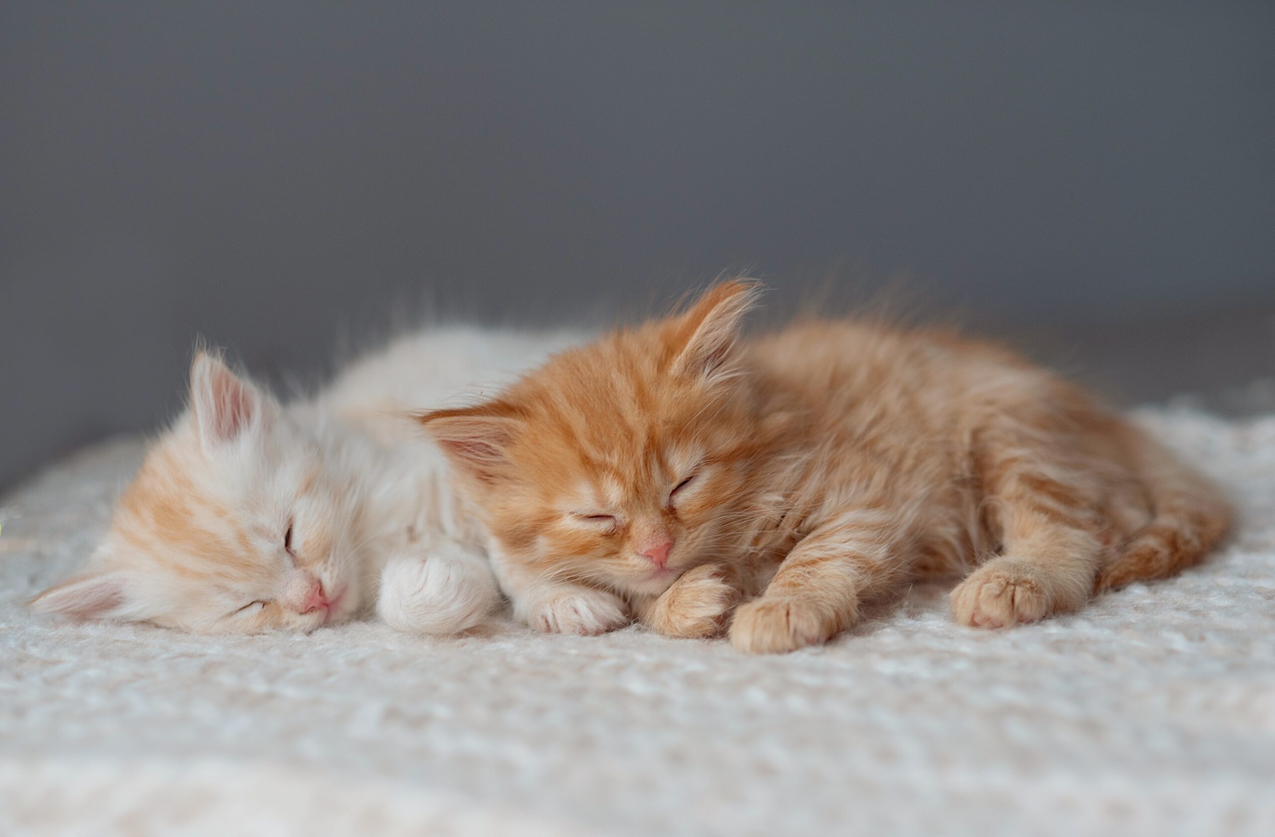 Two small kittens isolated on a white background.